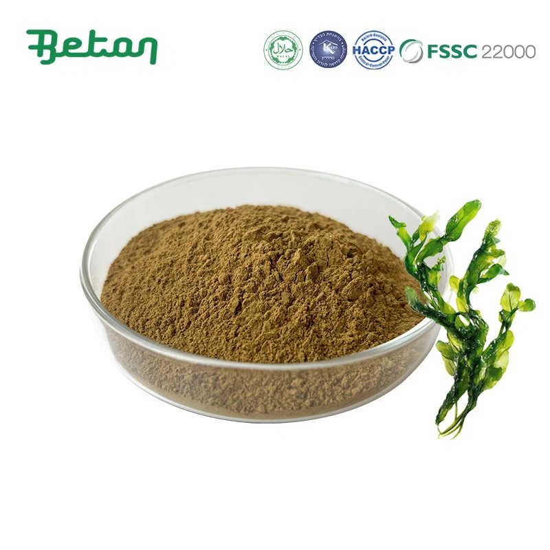 مسحوق مستخلص الأعشاب البحرية